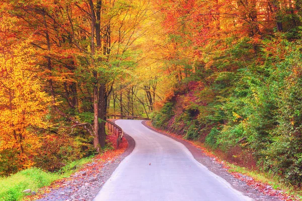 Narrow Winding Road Autumn Forest Nature Bright Yellow Red Colored — Stock Photo, Image