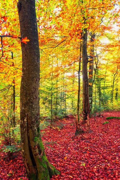 Autumn Forest Vertical Background Yellow Red Leaves Trees — Stock Photo, Image
