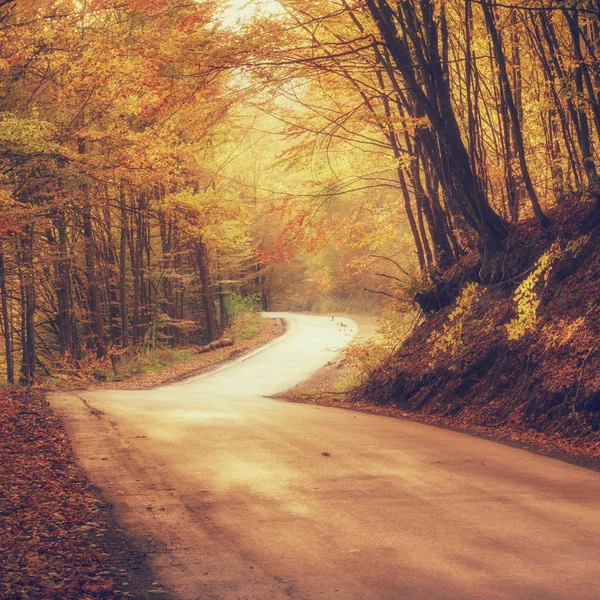 Narrow Winding Road Autumn Forest Nature Sunny Vintage Background — Stock Photo, Image