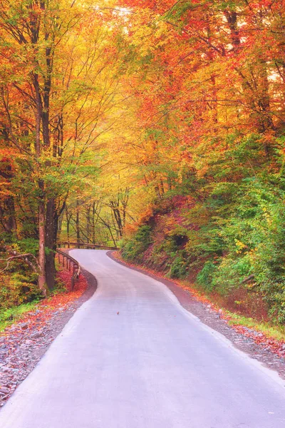 Narrow Winding Road Autumn Forest Nature Bright Colorful Landscape Vertical — Stock Photo, Image