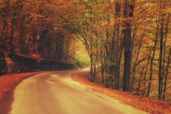 Narrow Winding Road Autumn Forest Nature Vintage Background — Stock Photo, Image