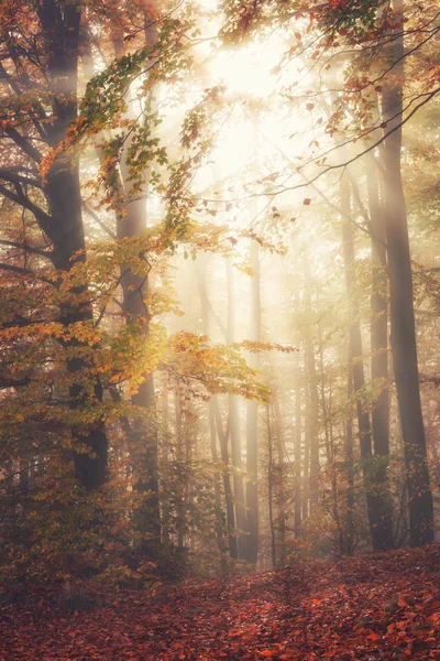 Autumn Misty Forest Sunlight Nature Fall Colors Vertical Background — Stock Photo, Image