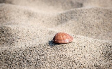 Hayatta tek seashell kum - doğa panoramik arka plan dalgalar üzerinde yalan