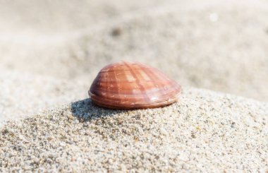 Güneş ışığı, kum üzerinde yalan yalnız seashell yakın çekim-doğa arka plan