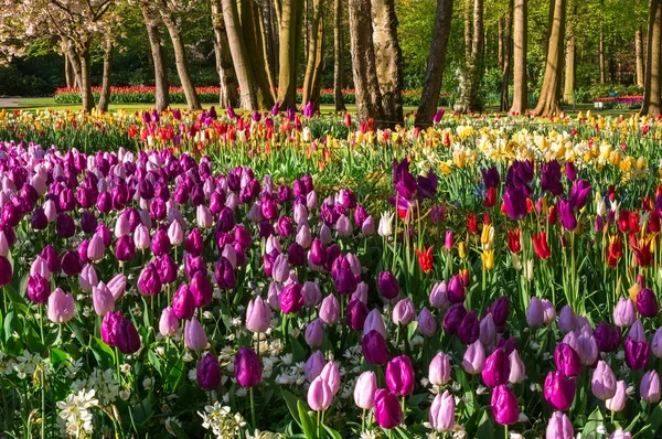 Lindas Flores Coloridas Tulipas Holland Spring Garden Keukenhof Holanda — Fotografia de Stock