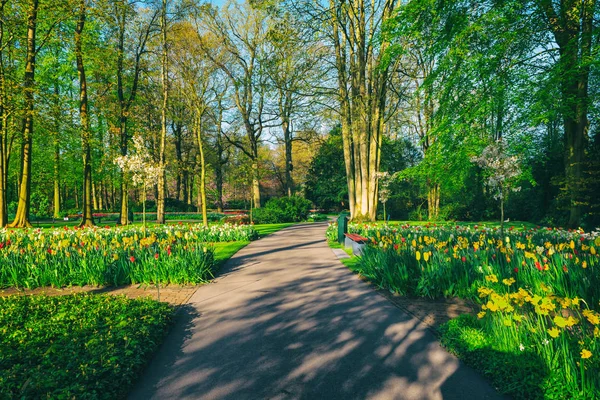 An alley with colorful flowers in Holland spring garden Keukenhof without people, Netherlands