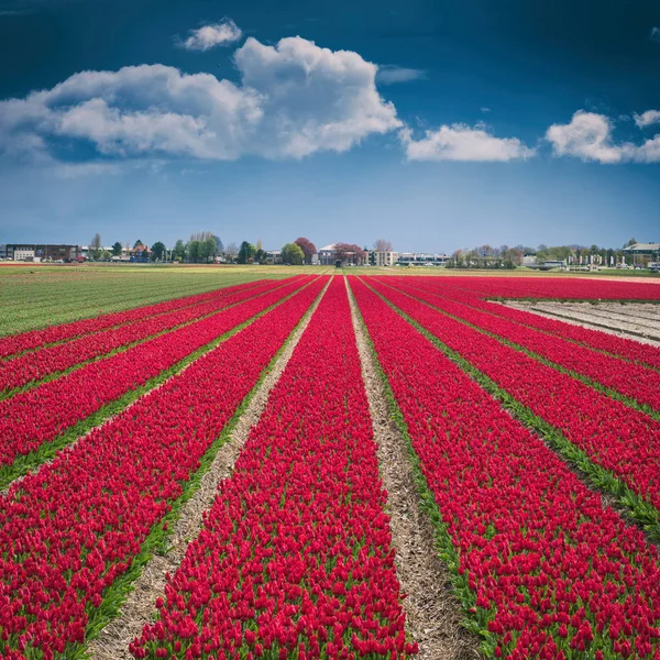 Vörös Tulipán Mező Mély Kék Felhős Égbolt Hagyományos Holland Üzleti — Stock Fotó