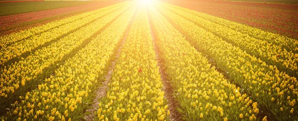 Πανόραμα Τουλίπα Πεδία Ολλανδία Πολλά Όμορφα Κίτρινα Λουλούδια Που Φωτίζεται — Φωτογραφία Αρχείου