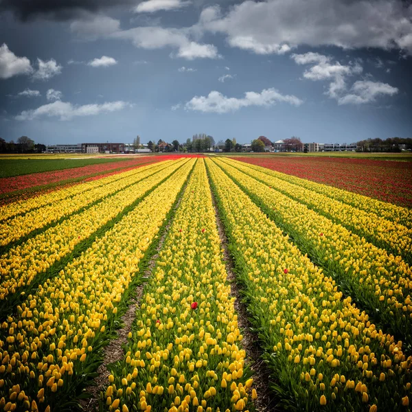 Piękny Krajobraz Pochmurnego Nieba Nad Wiosną Pola Tulipanów Holandii Przed — Zdjęcie stockowe