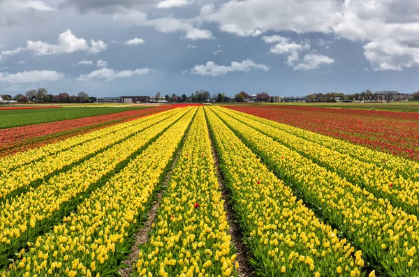 Sárga Tulipán Virág Területen Hollandiában Napfény Által Megvilágított Sorok — Stock Fotó