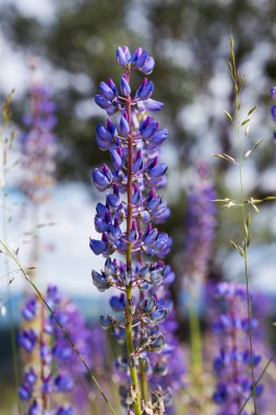 Arka plan bulanık, doğal yaz arka plan, dikey görüntü mavi kurt çiçekler yakın çekim