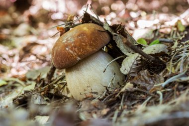 Boletus Mantarı yenilebilir mantar ormandaki doğa arka plan