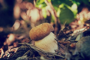 Boletus Mantarı yenilebilir mantar ormandaki doğa vintage hipster arka plan