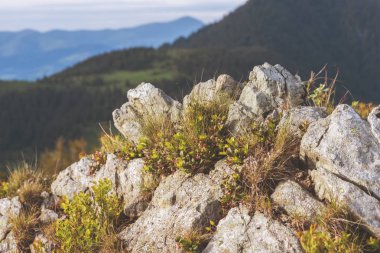 Taze alp bitkilerde yüksek Alpler dağlar, Doğa arka plan ile kayalık taş