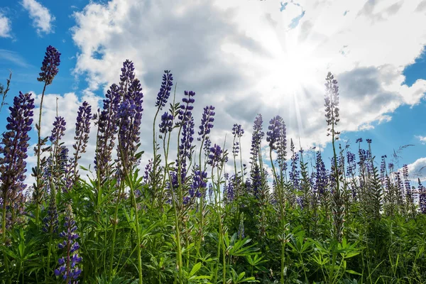 Fioletowe Kwiaty Wilcza Łąka Niebieski Niebo Pochmurne Krajobraz Naturalny Słoneczny — Zdjęcie stockowe