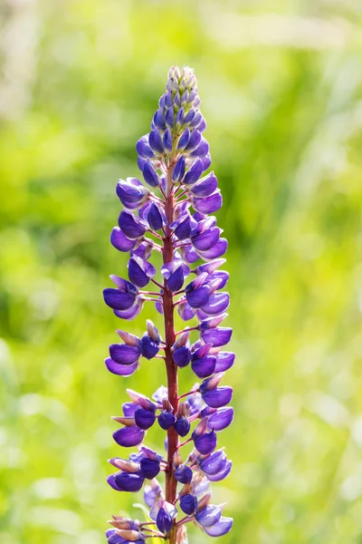 Blue Lupine Flowers Close Blurred Background Natural Summer Background Vertical — Stock Photo, Image
