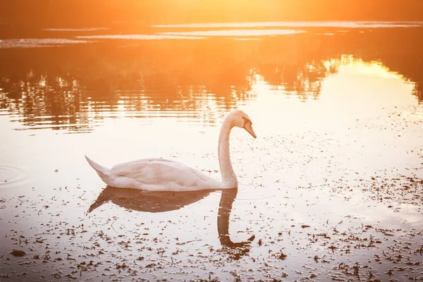 Beautiful White Swan Lake Sunset Light Nature Background — Stock Photo, Image