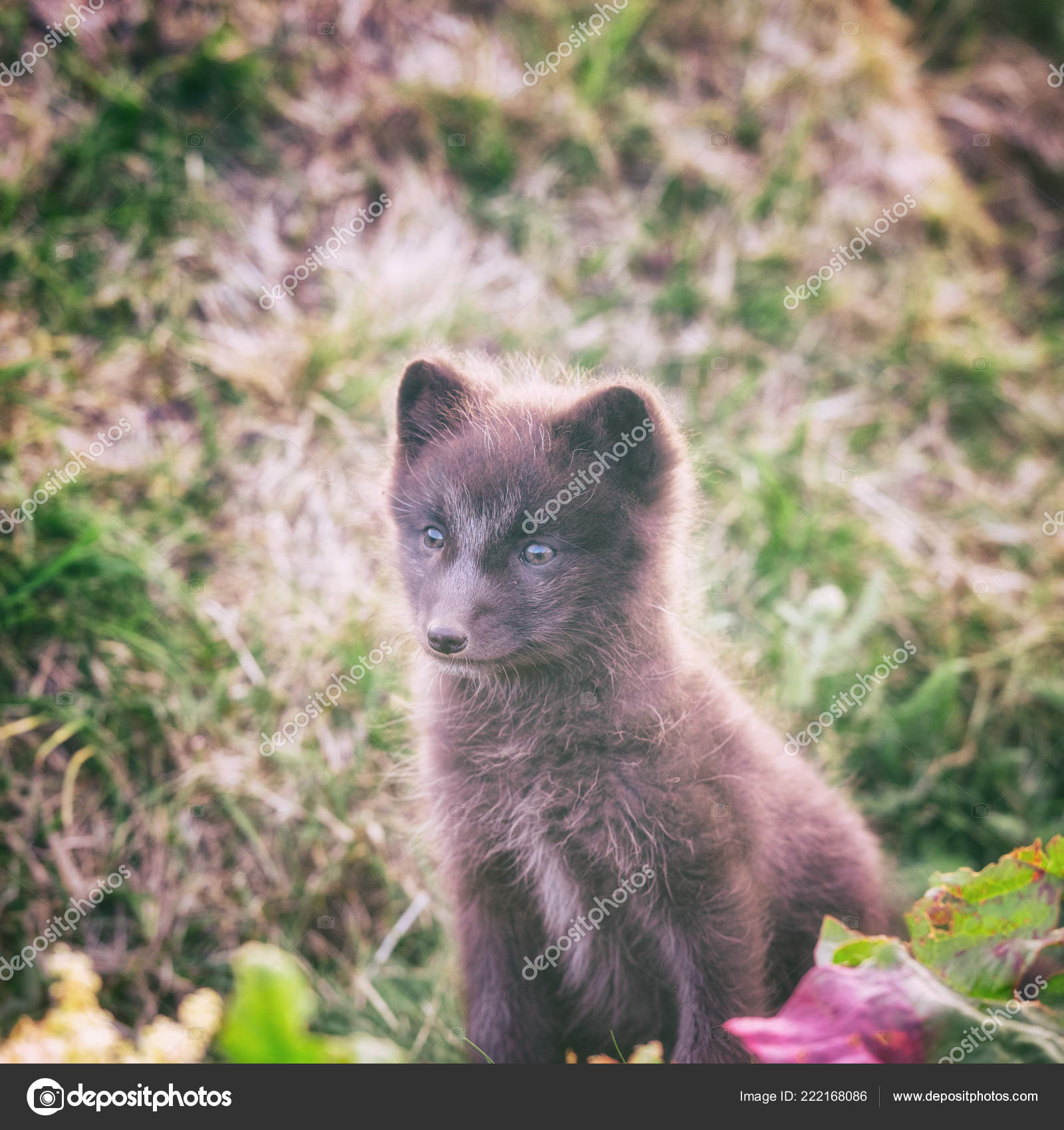 Cute Wild Animal Baby Arctic Fox Cub Vulpes Lagopus Natural Stock