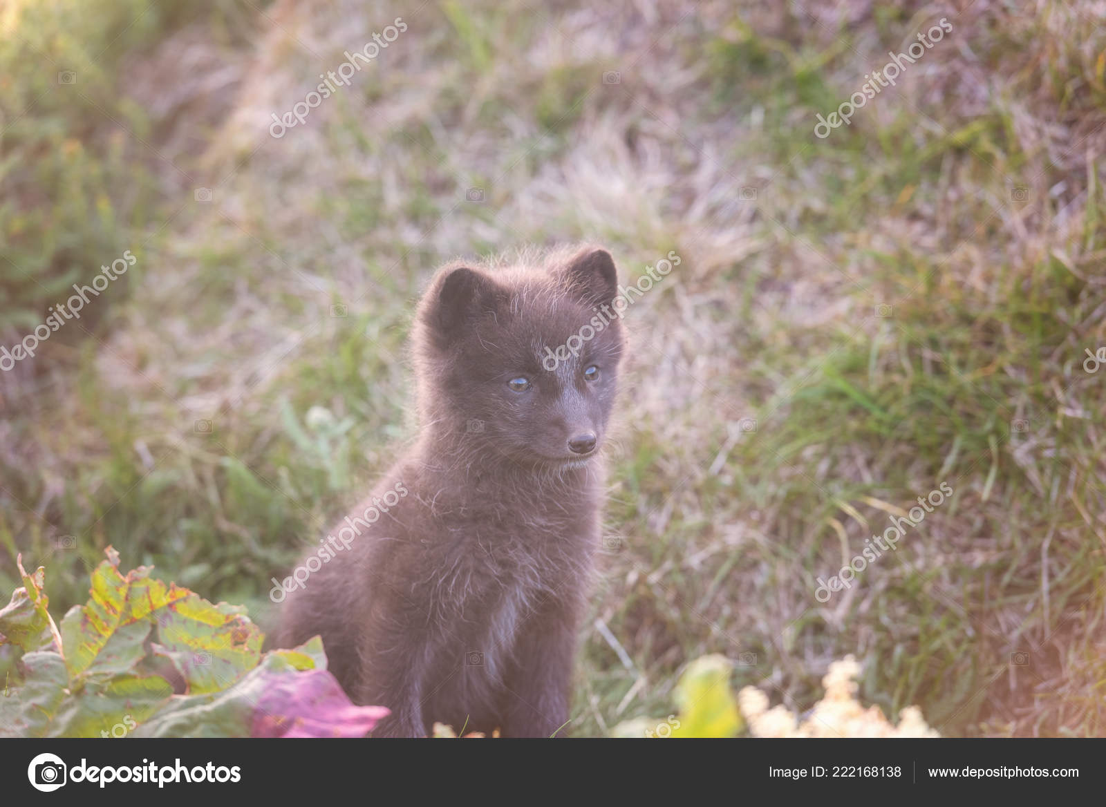 Cute Wild Animal Baby Arctic Fox Cub Vulpes Lagopus Natural Stock