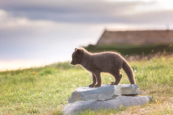 Cute wild animal baby, Arctic fox cub or Vulpes lagopus in natural habitat, Iceland