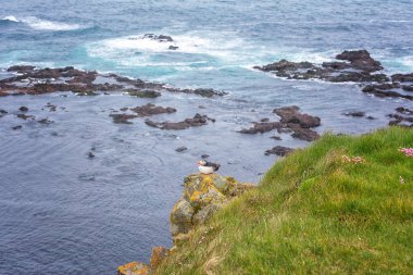 Atlantik martı tek kuş okyanus karşı taş üzerinde arka plan, güzel yaz manzara, Latrabjarg, Westfjosds, İzlanda