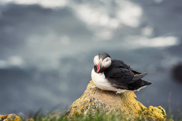 Lunnefågel Enstaka Fågel Stenen Mot Bakgrund Ocean Djur Vilt — Stockfoto