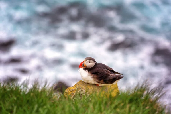 Puffin Atlântico Único Pássaro Pedra Contra Fundo Oceano Animais Natureza — Fotografia de Stock