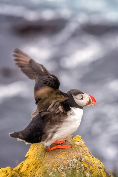 Pássaro Puffin Atlântico Abriu Asas Preparou Para Decolar Fundo Animal — Fotografia de Stock