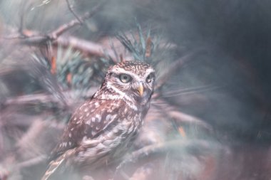 Baykuşlar, çam ağacı dalı üzerinde oturan ve seyir cüce baykuş (Glaucidium passerinum), doğal sanatsal hayvan arka plan, yaban hayatı