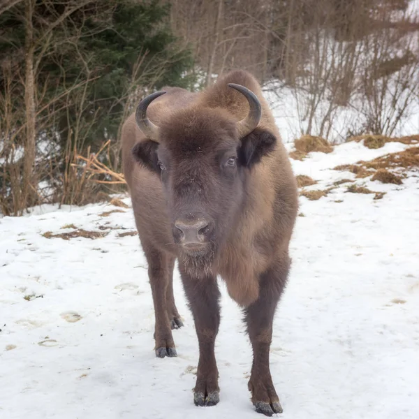 Portrait Aurochs European Bison Wildlife Forest Background — Stock Photo, Image