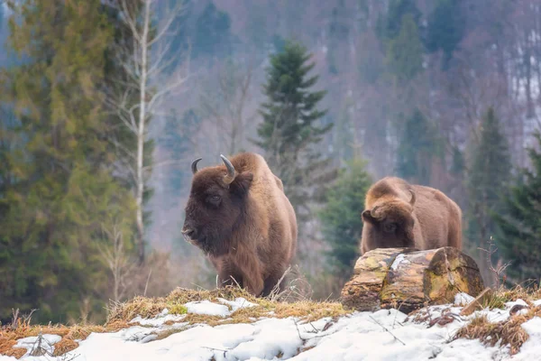 Yaban Öküzü Avrupa Bizonu Içinde Belgili Tanımlık Vahşi Orman Arka — Stok fotoğraf