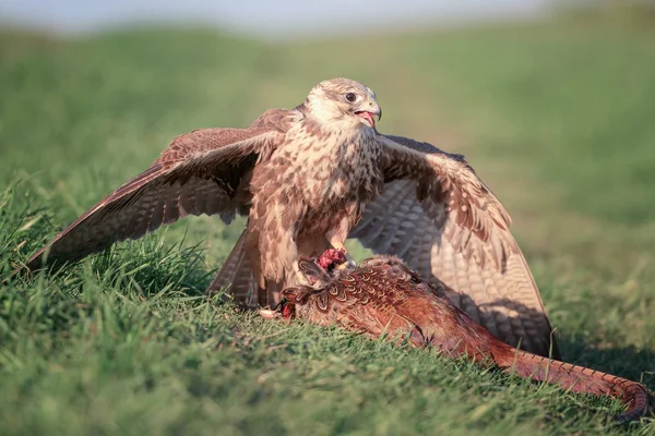 Bird Prey Sakervalk Falco Cherrug Met Gejaagd Fazant Wilde Natuurfotografie — Stockfoto