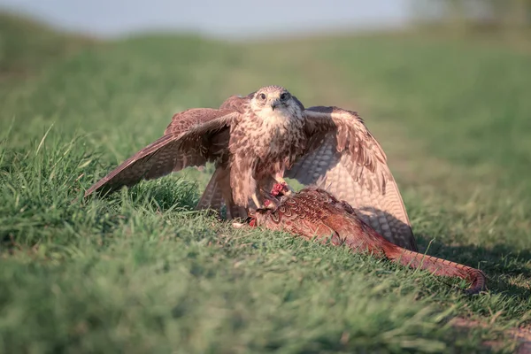 Bird Prey Sakervalk Falco Cherrug Met Gejaagd Fazant Wilde Natuurfotografie — Stockfoto