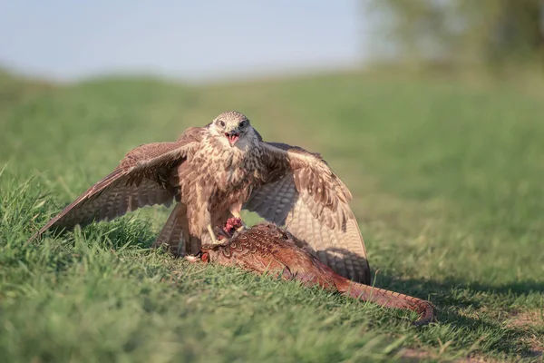 Bird Prey Sakervalk Falco Cherrug Met Gejaagd Fazant Wilde Natuurfotografie — Stockfoto