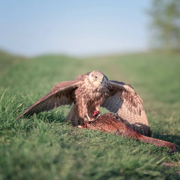 Bird Prey Sakervalk Falco Cherrug Met Gejaagd Fazant Wilde Natuurfotografie — Stockfoto