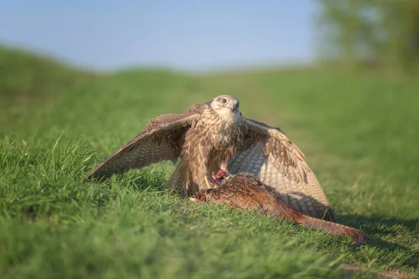 Bird Prey Sakervalk Falco Cherrug Met Gejaagd Fazant Wilde Natuurfotografie — Stockfoto