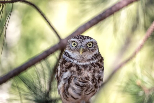 Sowy Pygmy Owl Glaucidium Passerinum Siedzi Gałęzi Drzewa Sosnowego Patrząc — Zdjęcie stockowe