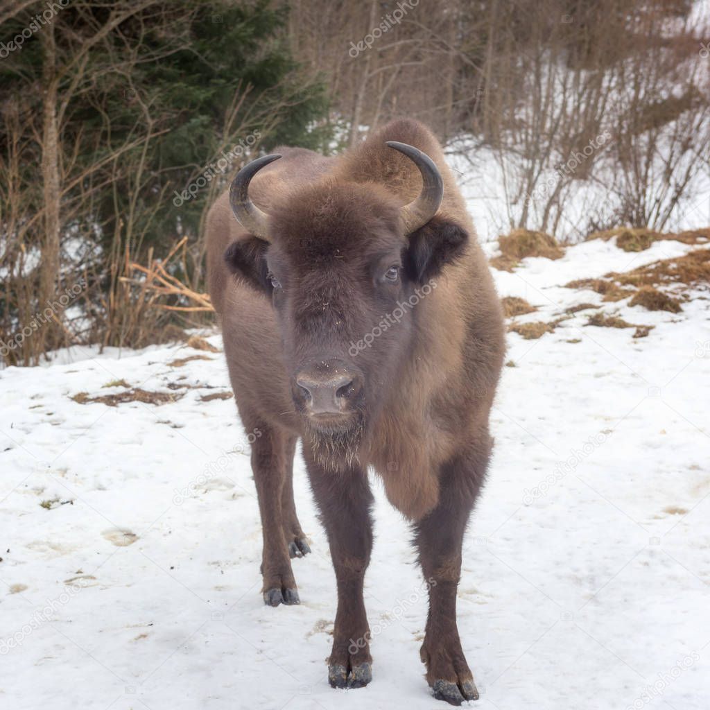 Portrait of aurochs (european bison) in wildlife against the forest background