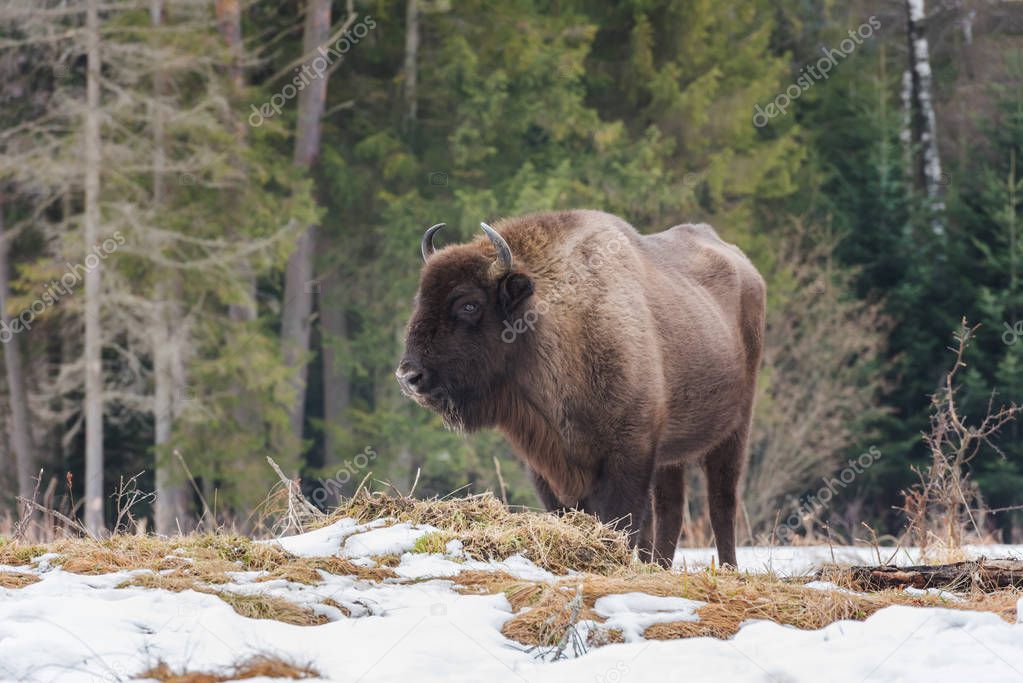 Aurochs (european bison) in the wild against the forest background, animal wildlife