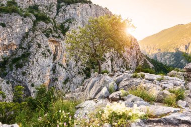 Güneşli çiçeklenme kayalar doğa manzara, Dinara dağlar, Hırvatistan