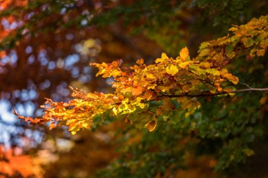 Güneşli yapraklarda sarı kavak ağacı dalı ile sonbahar arka plan