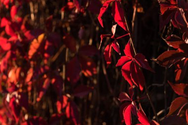 Yabani üzüm, doğal sonbahar arka plan canlı ışık ve derin tonları ile kırmızı bırakır. Resim seçici odak ile