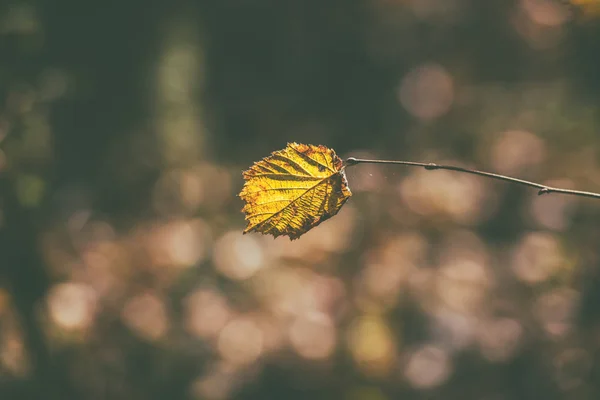Autumn Abstract Background Single Yellow Sunny Leaf Bokeh Vintage Image — Stock Photo, Image