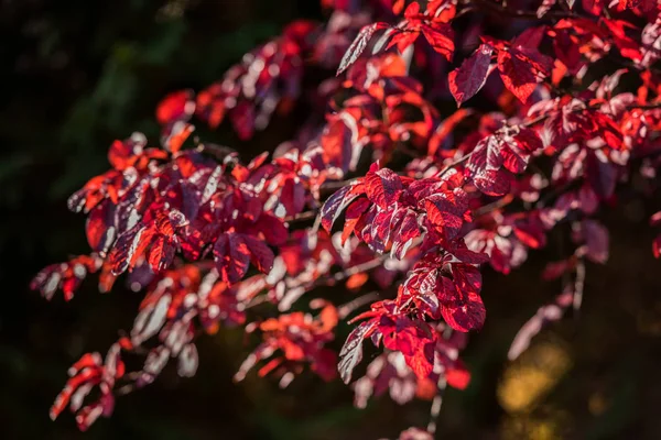 Осенний Абстрактный Фон Красными Листьями Ветке Дерева Солнечном Свете — стоковое фото