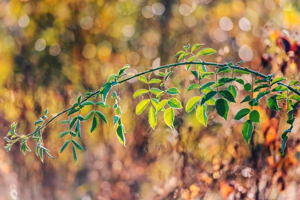 Őszi Absztrakt Háttér Briar Egy Reggeli Harmat Szép Bokeh Zöld — Stock Fotó