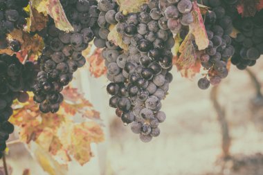 Renk sonbahar ile olgun mavi üzüm demet bırakır, doğal tarım vintage arka planını üzüm şarap yapımı için