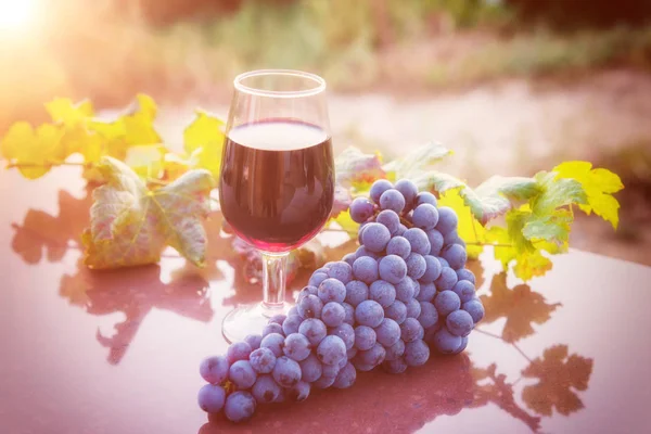 Bicchiere Vino Rosso Con Grappolo Uva Blu Vite Soleggiato Sfondo — Foto Stock