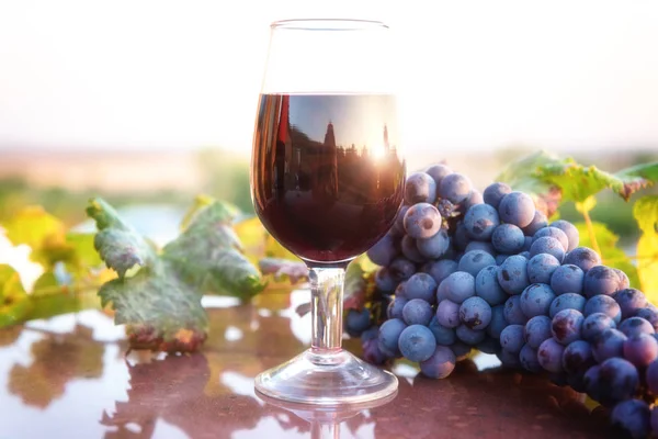 Bicchiere Vino Rosso Con Grappolo Uva Blu Vite Soleggiato Sfondo — Foto Stock