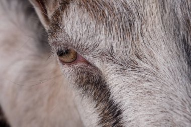 Keçi namlu ile göz, yakın çekim, Hayvan arka plan