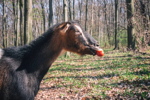 Kecske Megeszi Alma Alapon Erdő Állat Természet — Stock Fotó